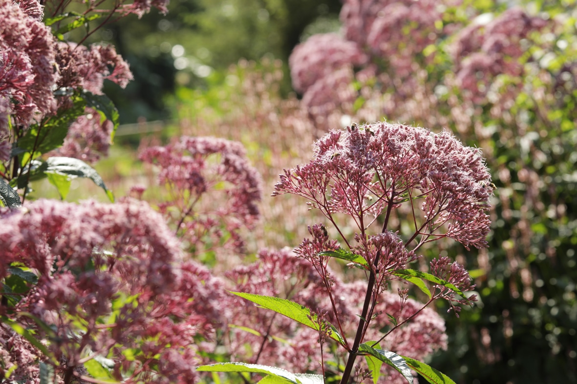 Blühender Sommergarten