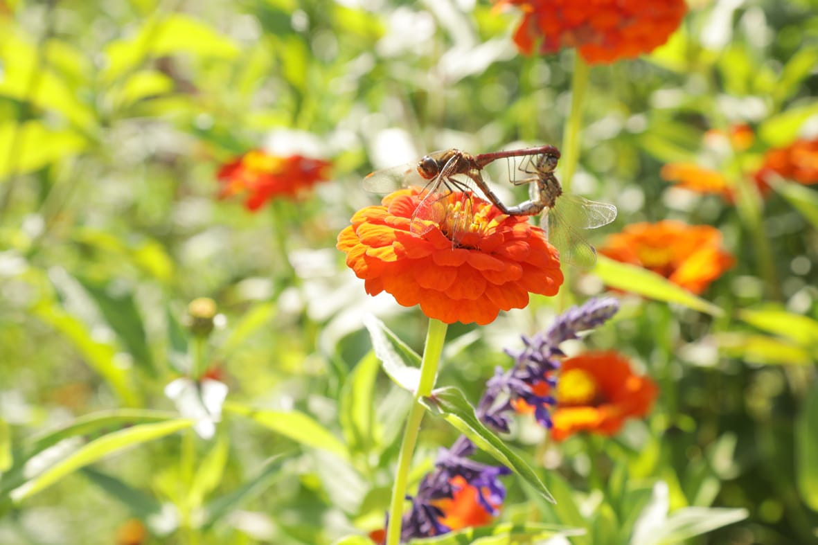Libellen auf einer Blüte